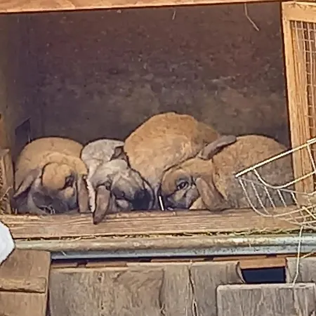 Апартаменты Weberbauer *