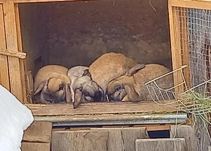 Apartman Weberbauer *